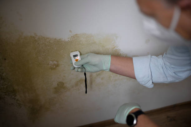 Best Mold Damage Restoration  in Fruitridge Pocket, CA